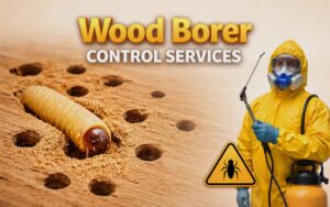 Wood Borer Pest Control