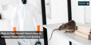rat removal service