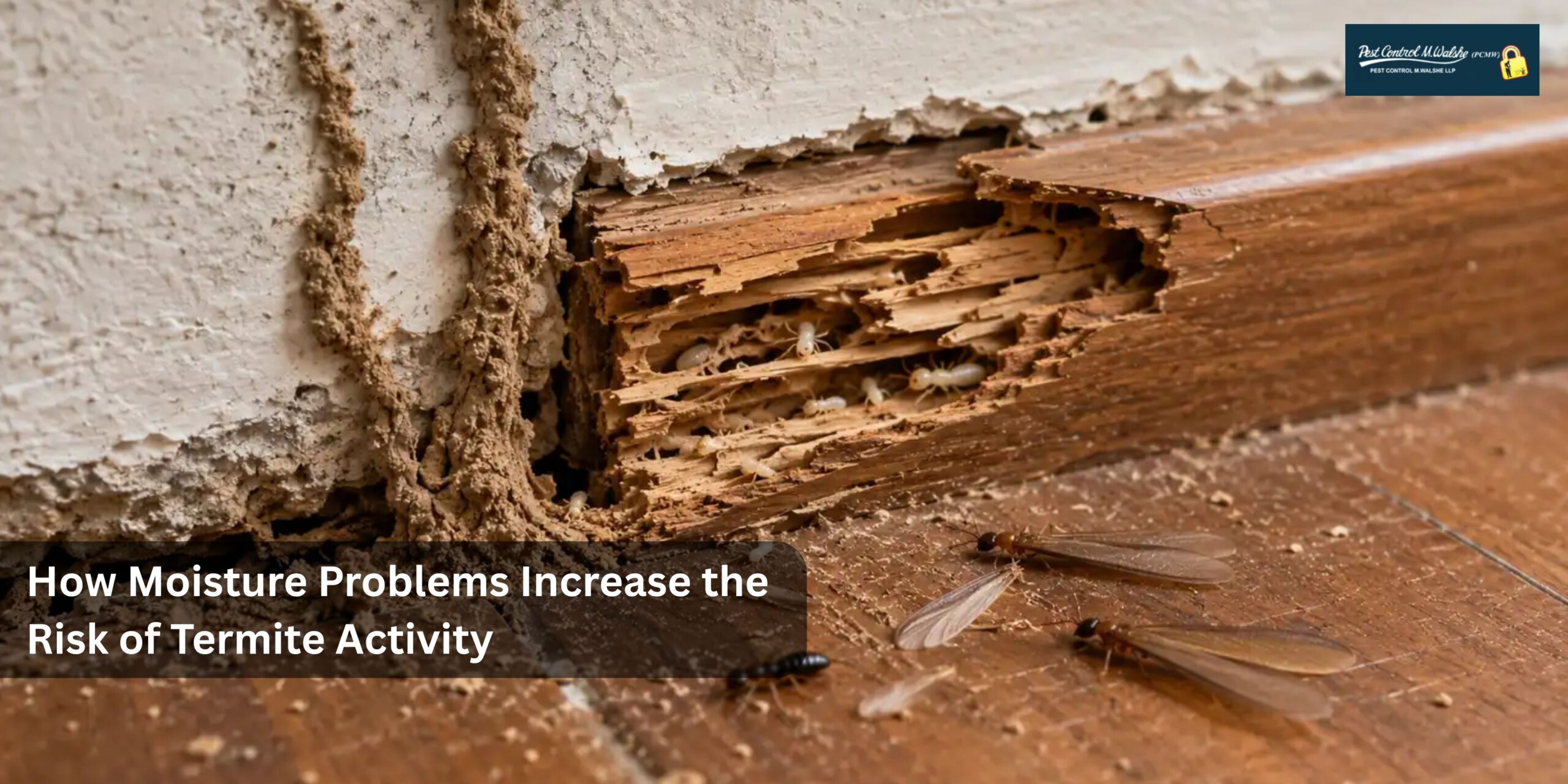 moisture and termite