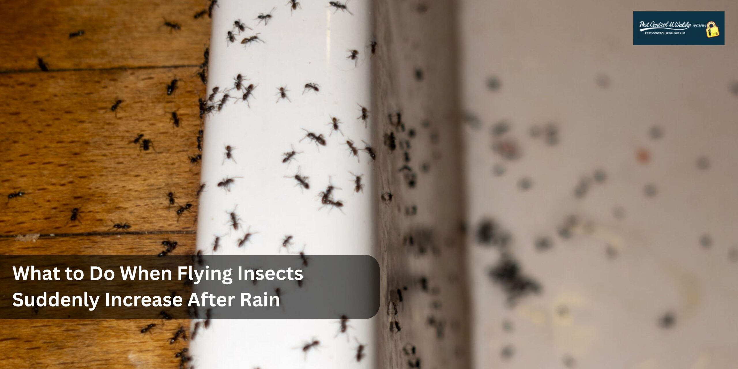 flying insects suddenly increase after rain