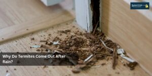Why Do Termites Come Out After Rain