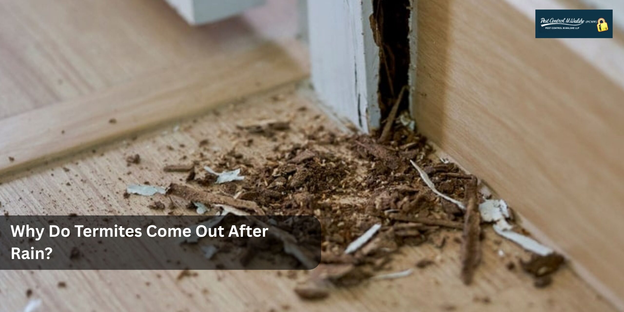 Why Do Termites Come Out After Rain